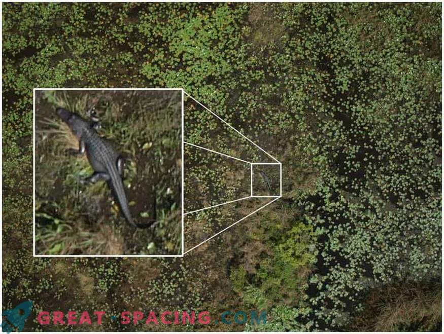 Kako bodo droni pomagali razkriti skrivnost žitnih krogov