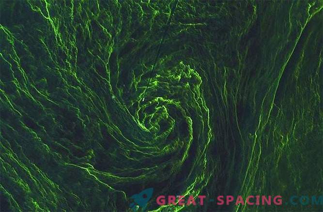 Satelit ujame vrtinec zelenih alg